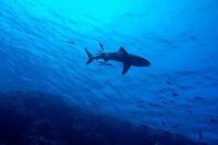 В Испании пловец наткнулся на огромную акулу