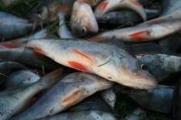 Сенаторы проконтролируют отмену запретов на любительское рыболовство в ряде районов Западной Сибири