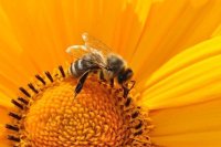 В Госдуму внесён законопроект о развитии пчеловодства