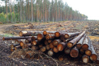 Сенаторы предложили упростить вырубку лесов на территории аэропортов
