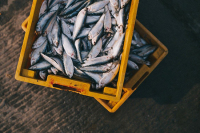 В России уточнят правила промышленного лова рыбы