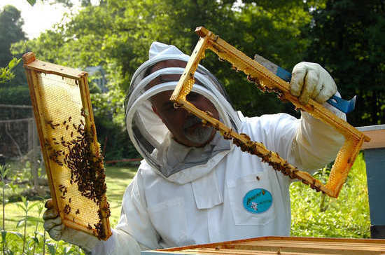 Закон о пчеловодстве защитит пчёл и повысит качество мёда