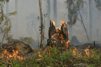 Рослесхоз предупредил о риске природных пожаров в 79 регионах