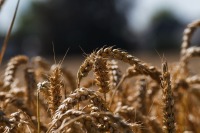 Экономист объяснил лидерство России в экспорте зерна