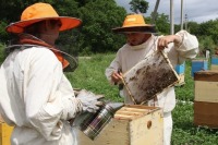 В Приморье совершенствуют региональный закон о пчеловодстве