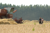 Правительство утвердило распределение 27 млрд рублей регионам на субсидии аграриям