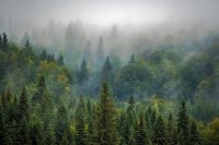 Защитные лесополосы будут высаживать за счёт бюджета
