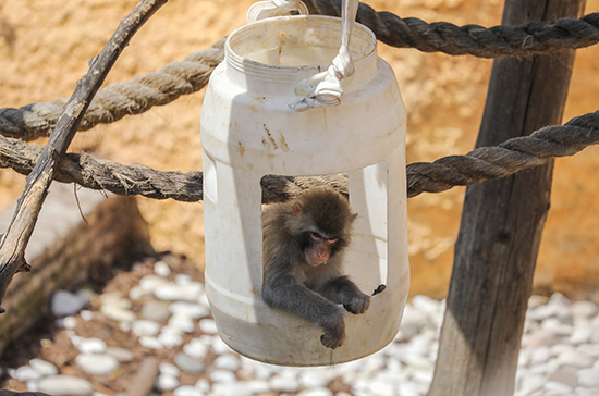 Заскучавшие обезьяны из Ленинградского зоопарка дождались посетителей