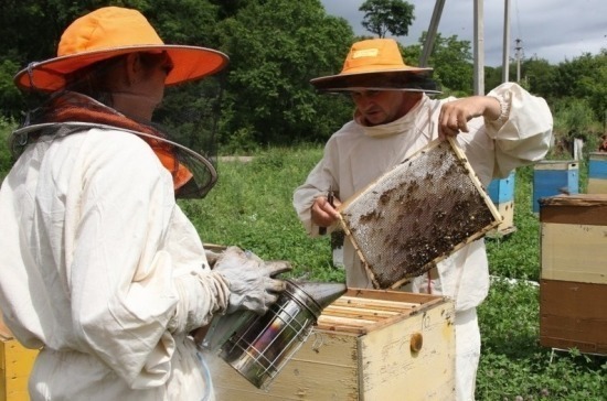 Комитет Госдумы поддержал проект закона о пчеловодстве
