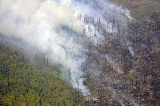 В Госдуму внесён законопроект о вырубке лесов для предупреждения ЧС