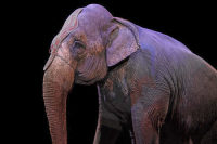 Цирки и зоопарки предлагают штрафовать за жестокое обращение с животными