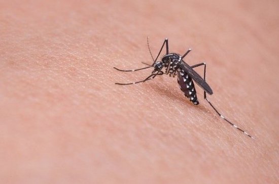Дерматолог рассказала, в каком случае комариный укус может быть опасным