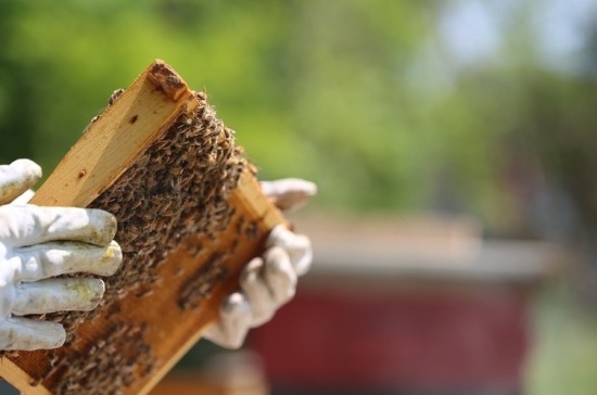 В кабмине поддержали законопроект о пчеловодстве