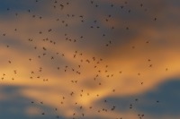 В Роспотребнадзоре рассказали, какие насекомые опаснее комаров