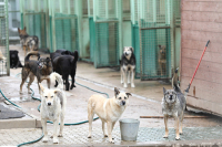 В Подмосковье введут штрафы за нарушение норм содержания животных в приютах