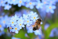 Пчёл в России предлагают защищать на государственном уровне
