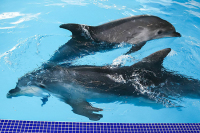 В Госдуме хотят запретить вылов морских млекопитающих для культурно-зрелищных мероприятий