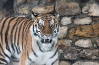 Амурский тигр всё ещё находится под угрозой вымирания