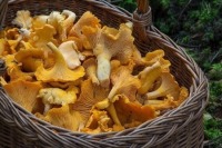 В Литве предложили запретить сбор грибов около усадеб
