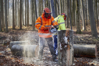 Норматив патрулирования лесов инспекторами могут изменить