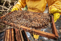 Создание «зон активного пчеловодства» послужит развитию этой отрасли, заявил Белоусов