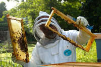Производителям мёда могут установить льготные режимы деятельности