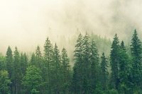 Учёные: нескончаемая вырубка деревьев может привести к гибели человечества