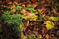 Учёные рассказали, что древесные грибы помогают в борьбе с онкологией