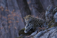Минприроды планирует утвердить новую стратегию сохранения переднеазиатского леопарда на Кавказе