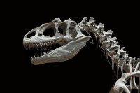 Палеонтологи объяснили гигантские размеры динозавров
