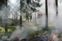 На Кубани начали эвакуацию туристов из-за лесных пожаров
