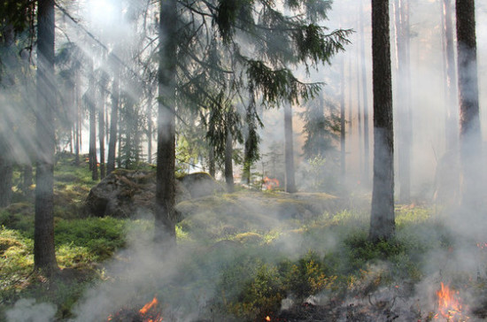 Пожар в Новороссийском и Геленджикском лесничествах на Кубани потушили
