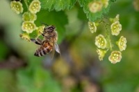 Белоусов: в России могут появиться «зоны активного пчеловодства»