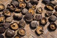 Специалист назвал вид гриба с противораковым эффектом
