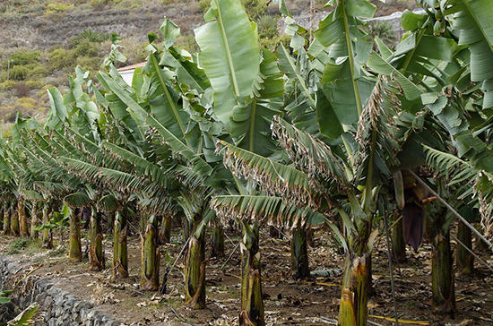 В Крыму будут выращивать «банановые деревья»