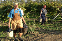 В Севастополе безработных отправили убирать виноград