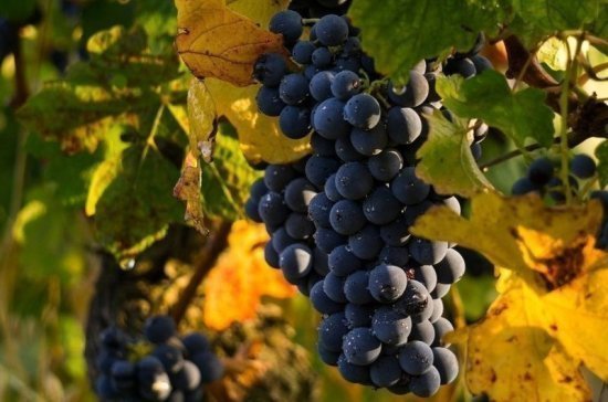 Площадь ежегодно закладываемых на Кубани виноградников за пять лет увеличилась до 1700 гектаров
