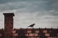 Минприроды объяснило выделение средств на борьбу с воронами на крыше правительства