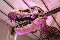 Скелет тираннозавра продадут на аукционе в США