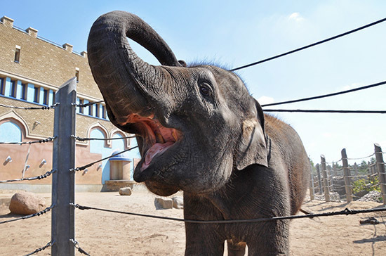 Слонам и носорогам хотят прописать наркотик 