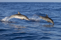 В Австралии почти 400 дельфинов выбросились на берег 