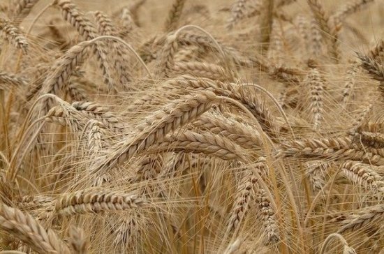 В Ленобласти заявили о росте урожайности зерновых культур