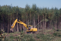 Акции финских предприятий подешевели после решения Путина о запрете на вывоз древесины