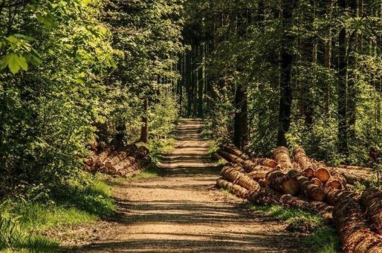 В Госдуму внесен законопроект о защите городских лесов 