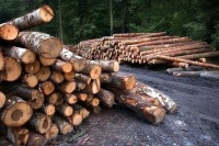 Число преступлений в лесной отрасли в России выросло на 7,3%