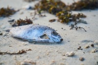 На Камчатке нашли новые места выброса животных на берег