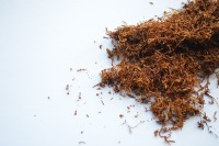 В табачном сырье из Болгарии нашли муху-горбатку