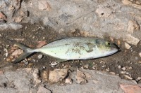 Причиной массовой гибели рыбы в водохранилище в Калмыкии могла стать нехватка кислорода