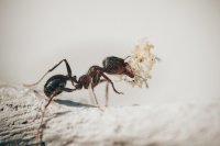 Учёные раскрыли секрет выносливости муравьёв