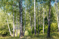 Русскому лесу пропишут строгий учёт